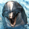 Pack 18 Avatars : Dauphins 01