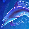 Pack 18 Avatars : Dauphins 07