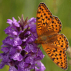 Pack 53 Avatars : Fleurs 09