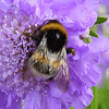 Pack 53 Avatars : Fleurs 11