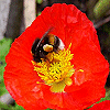 Pack 53 Avatars : Fleurs 12