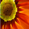 Pack 53 Avatars : Fleurs 13