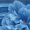 Pack 53 Avatars : Fleurs 17