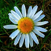 Pack 53 Avatars : Fleurs 28