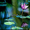 Pack 53 Avatars : Fleurs 29