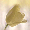 Pack 53 Avatars : Fleurs 32