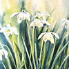 Pack 53 Avatars : Fleurs 40