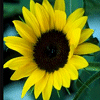 Pack 53 Avatars : Fleurs 45