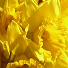 Pack 53 Avatars : Fleurs 47