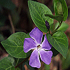 Pack 53 Avatars : Fleurs 49