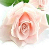 Pack 53 Avatars : Fleurs 52