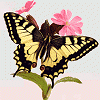 Pack 53 Avatars : Fleurs 53